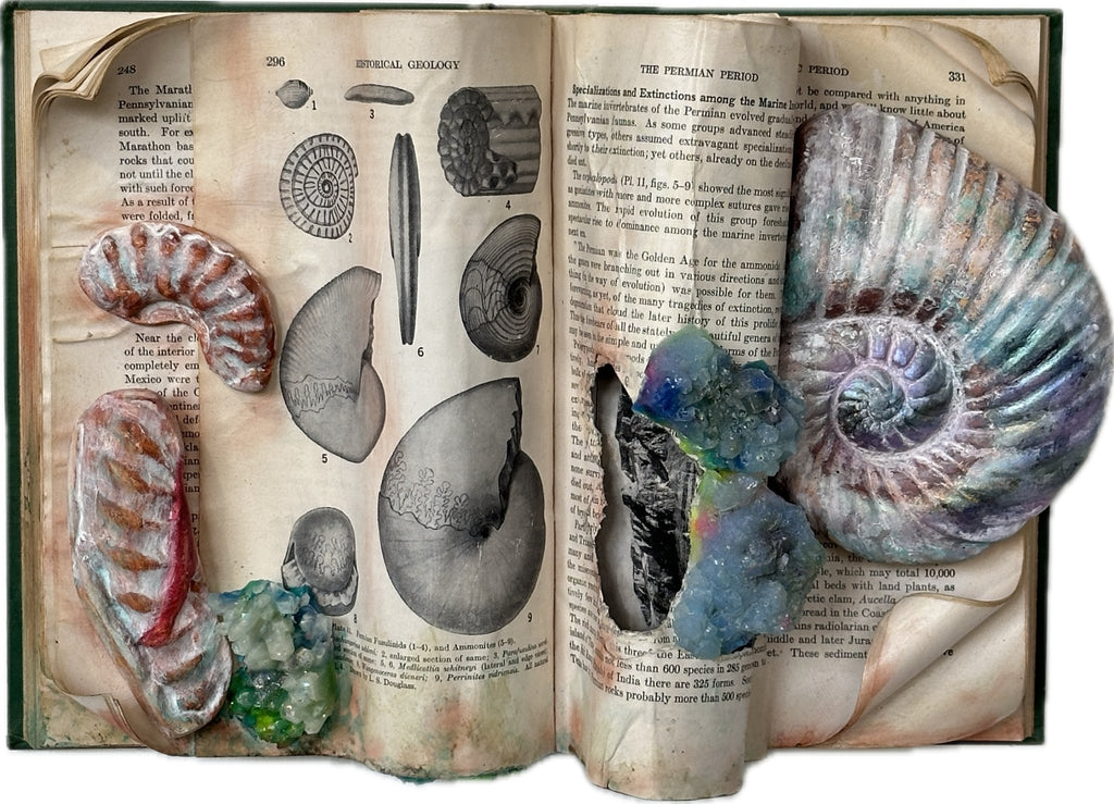Ammonite Herbarium | {neighborhood} Shamsy Roomiani