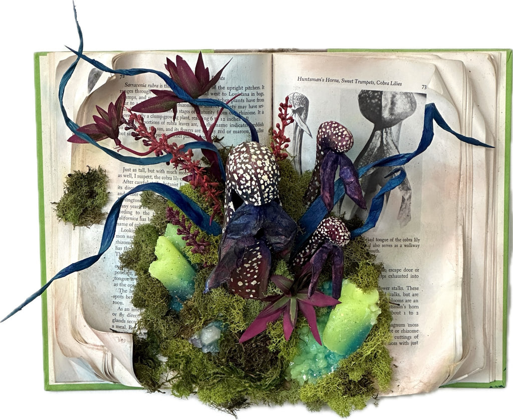 Cobra Lily Herbarium | {neighborhood} Shamsy Roomiani