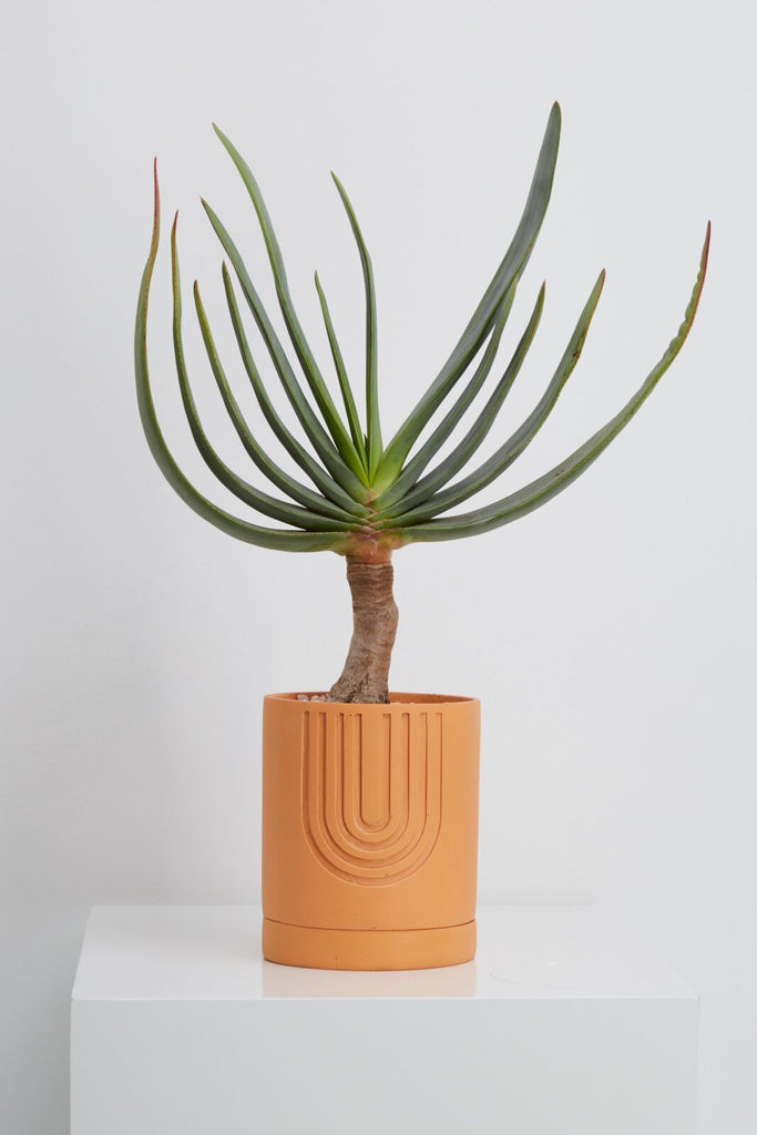 Desert Etch Planter | {neighborhood} Capra Designs