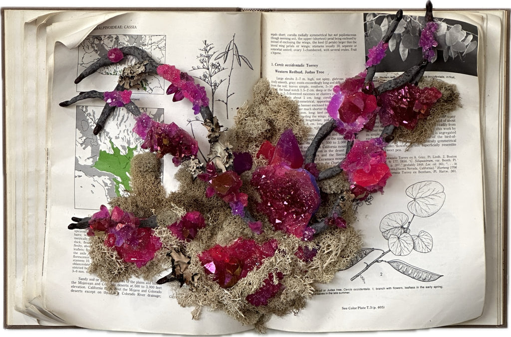 Redbud Tree Herbarium | {neighborhood} Shamsy Roomiani